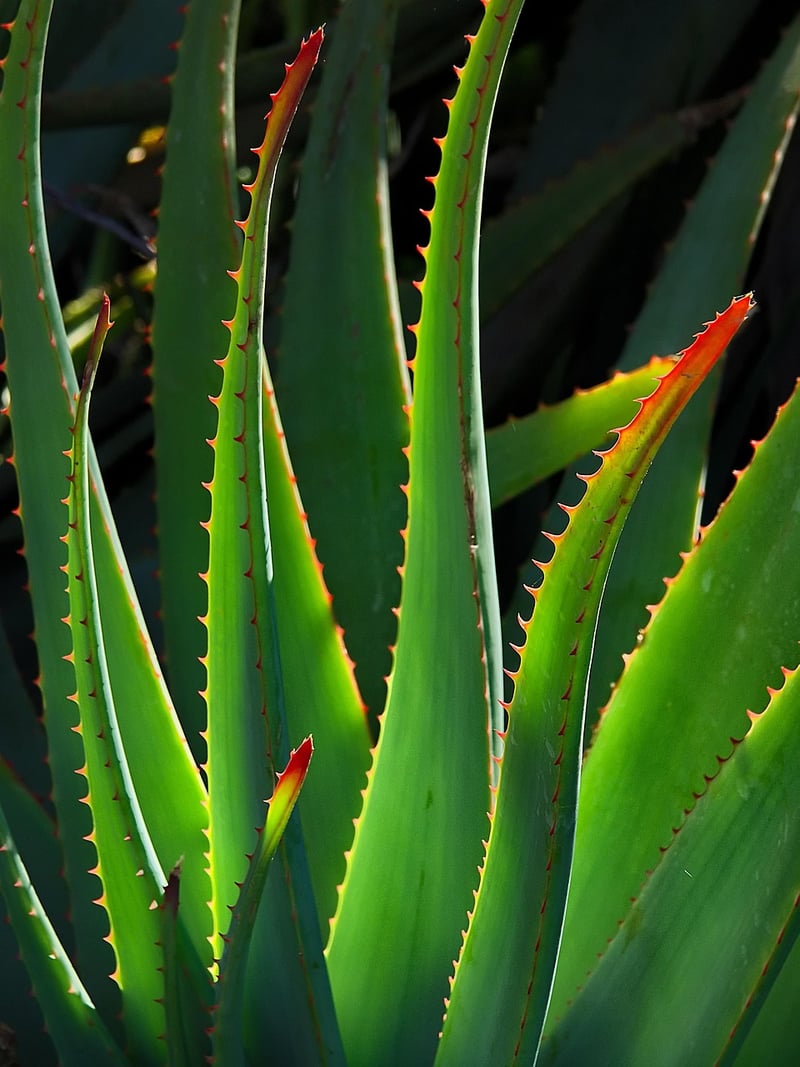 Aloe Vera Gel