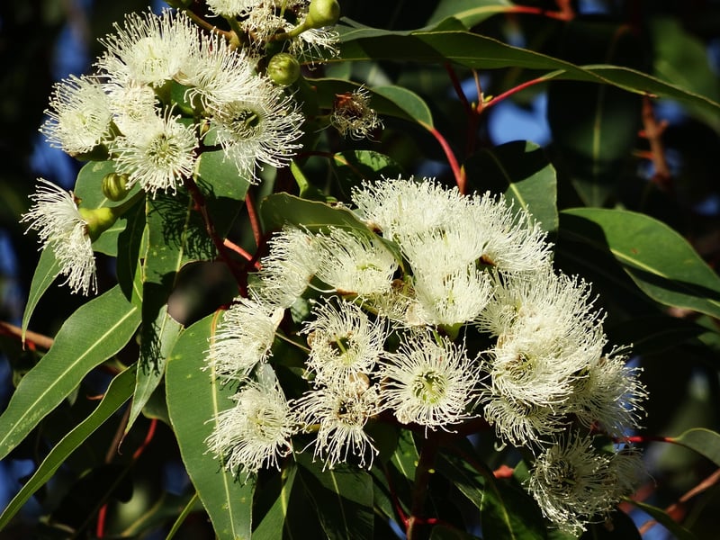 Eucalyptus Oil