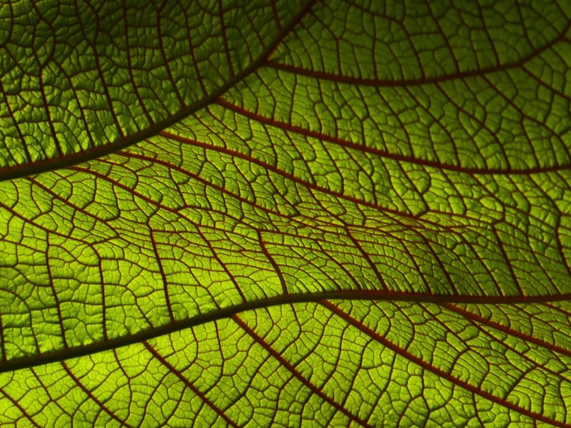 Modern Leaf Print